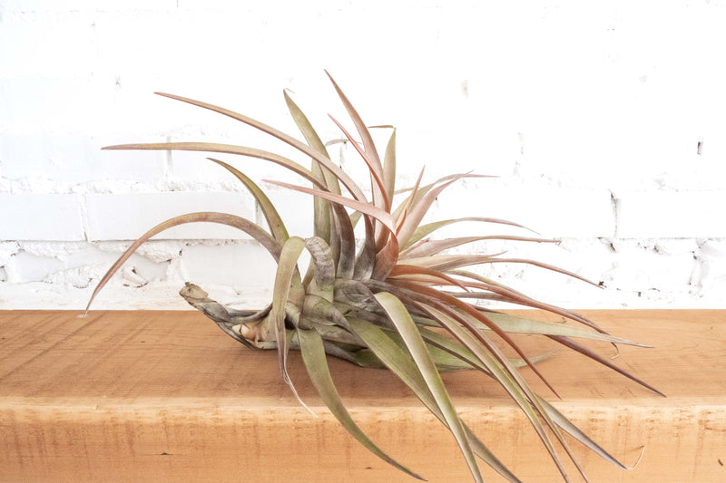 Tillandsia Novakii Air Plant