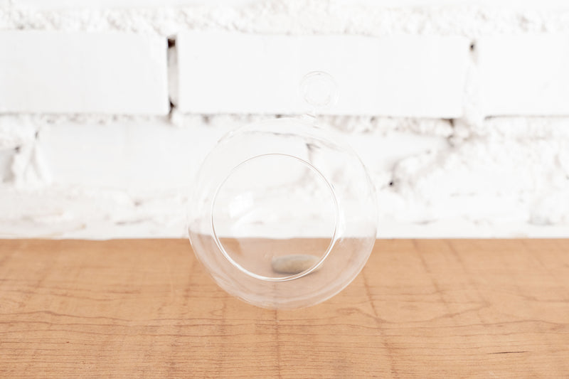 Round Bottom Glass Globe Terrarium