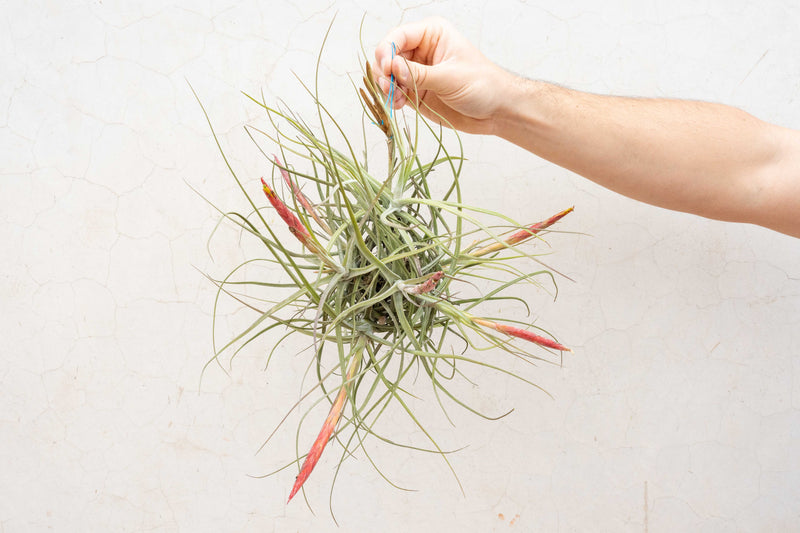 Tillandsia Schiedeana Clump Air Plant (Blooming Available)