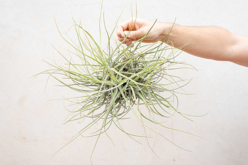 Tillandsia Schiedeana Clump Air Plant (Blooming Available)