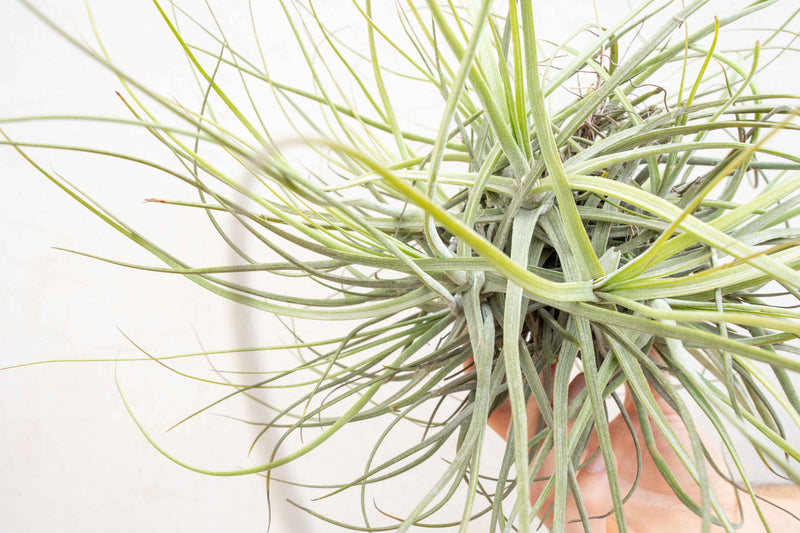 Tillandsia Schiedeana Clump Air Plant (Blooming Available)