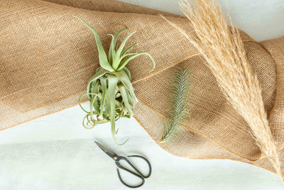 Assorted Tillandsia Air Plants