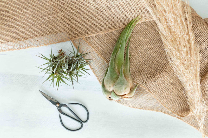 Assorted Tillandsia Air Plants