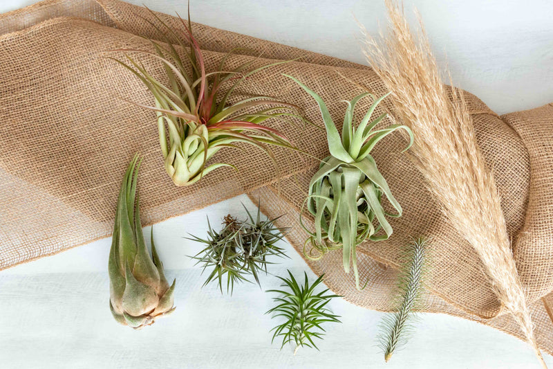 Assorted Tillandsia Air Plants