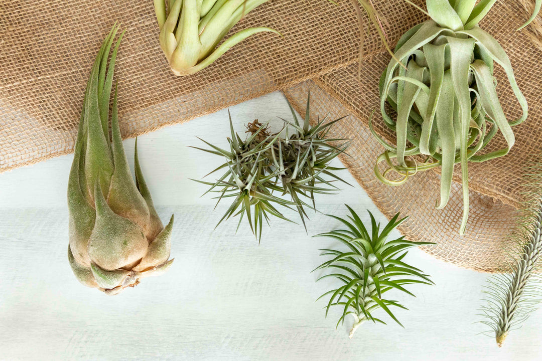 Assorted Tillandsia Air Plants