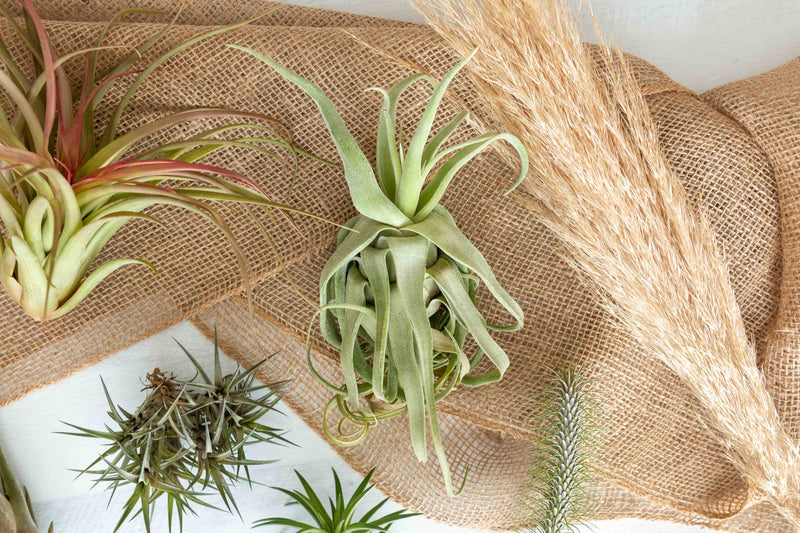 Assorted Tillandsia Air Plants