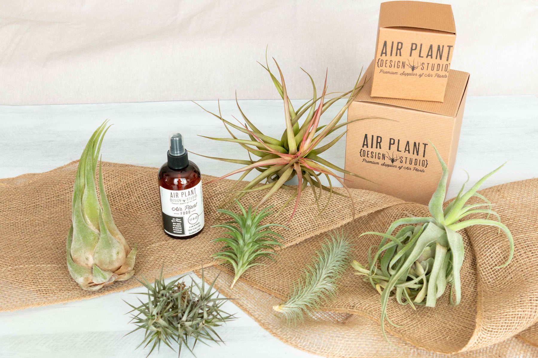 air plant subscription box Tillandsia Air Plants Gift