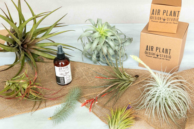 Assorted Tillandsia Air Plants, Ready-to-Use Fertilizer and Gift Boxes