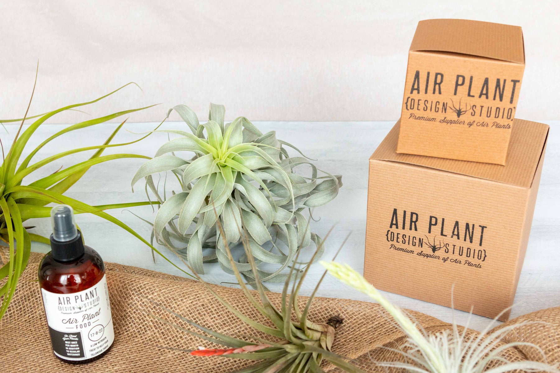 air plant mystery box Tillandsia Air Plants $72 Collector Monthly Subscription Box – Air Plant Design Studio