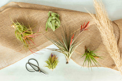 Assorted Tillandsia Air Plants