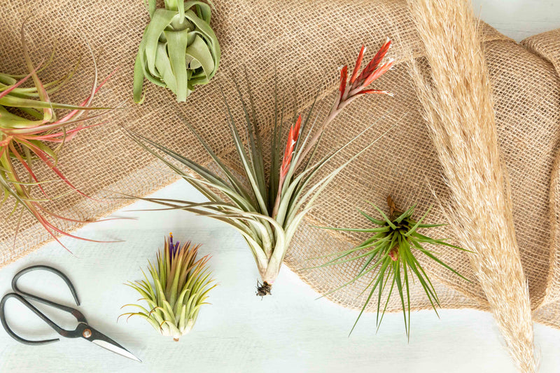 Assorted Tillandsia Air Plants