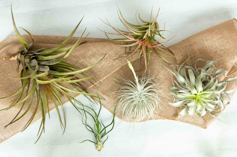 Assorted Tillandsia Air Plants