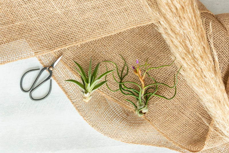 Assorted Tillandsia Air Plants