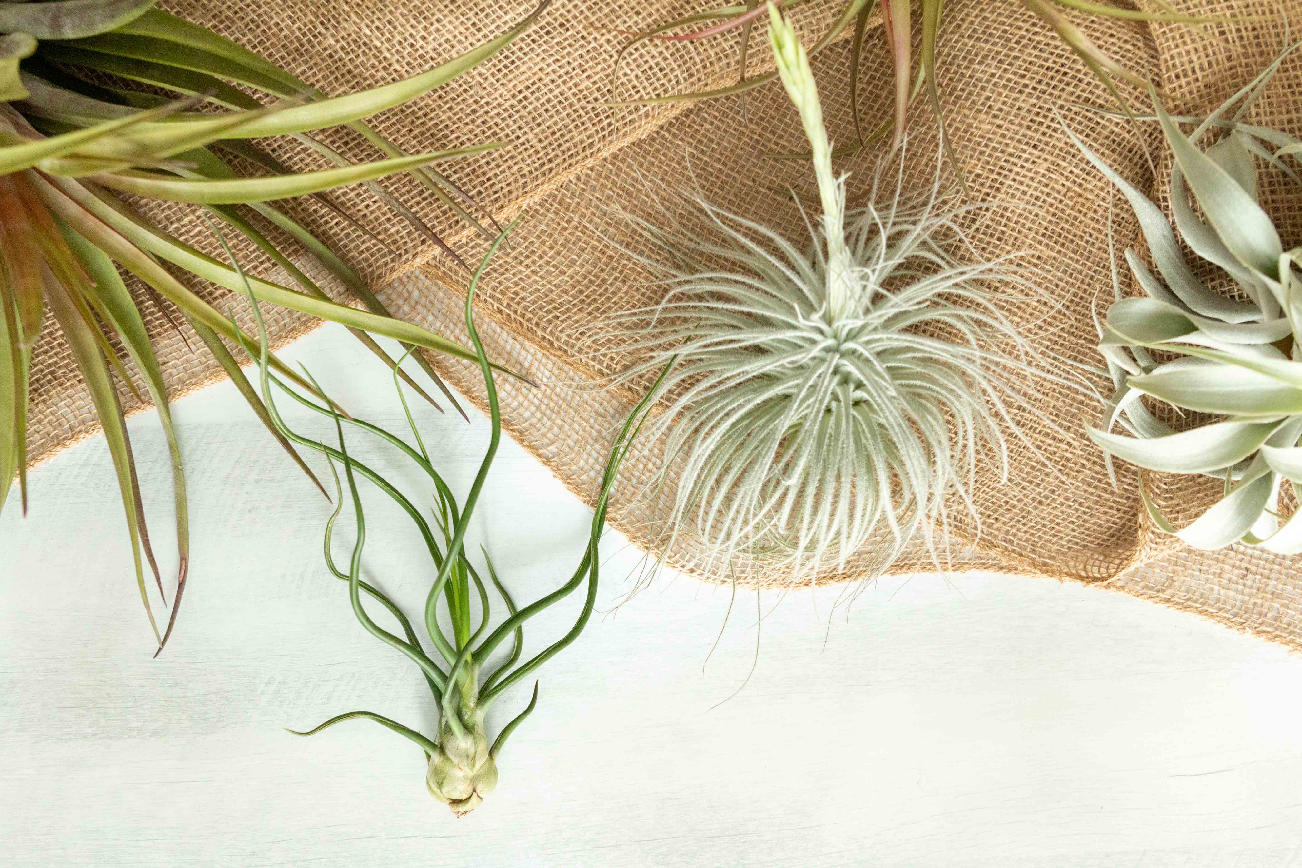 Tillandsia Air Plants $72 Collector Monthly Subscription Box – Air