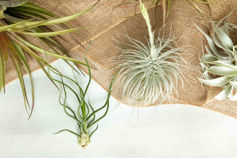 Assorted Tillandsia Air Plants