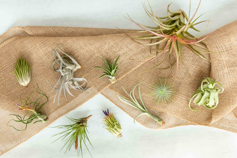 Assorted Tillandsia Ionantha Air Plants