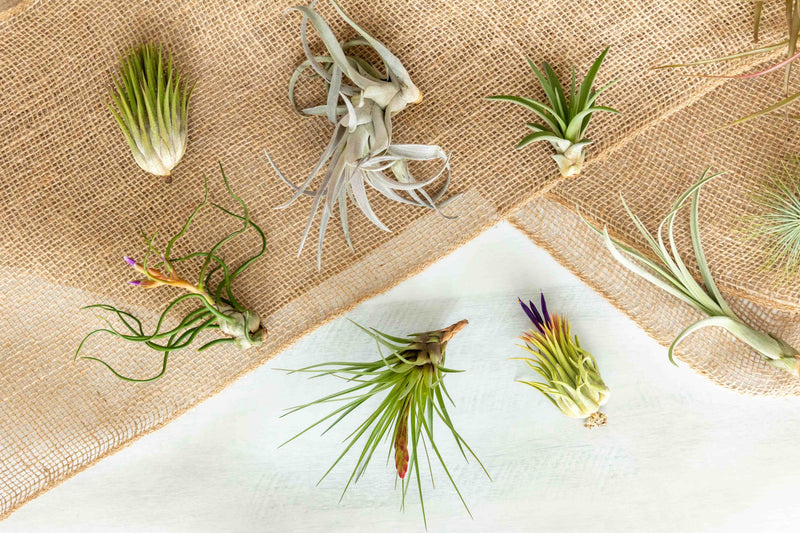 Assorted Tillandsia Air Plants