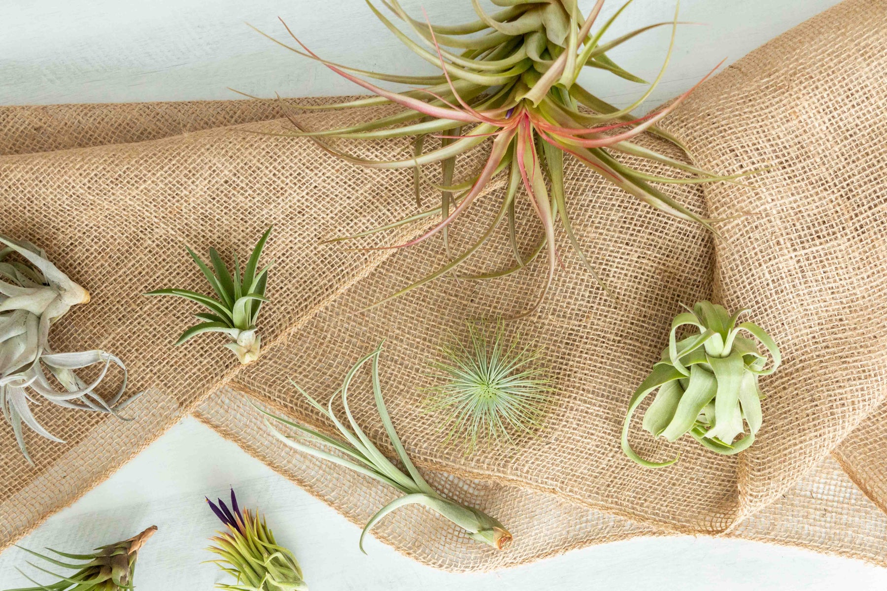 air plant dream catcher Tillandsia Air Plants