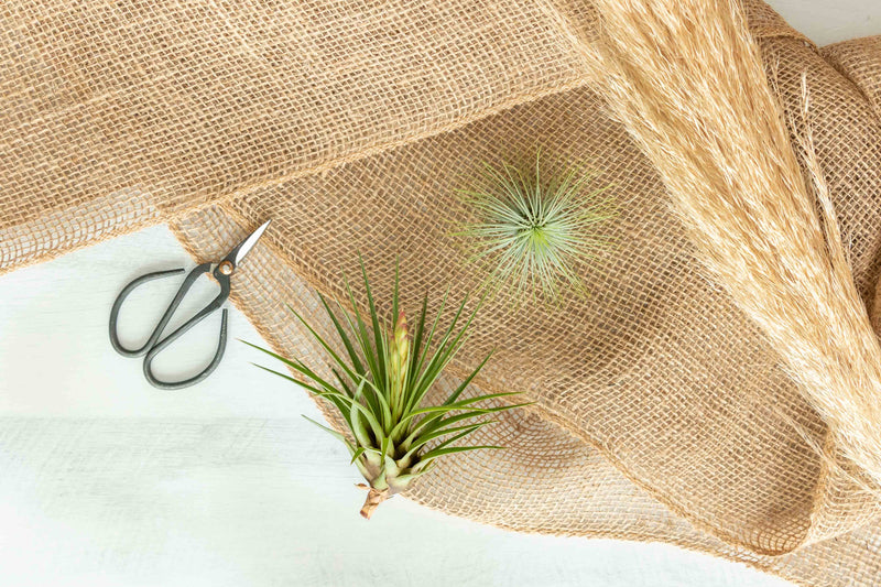 Assorted Tillandsia Air Plants