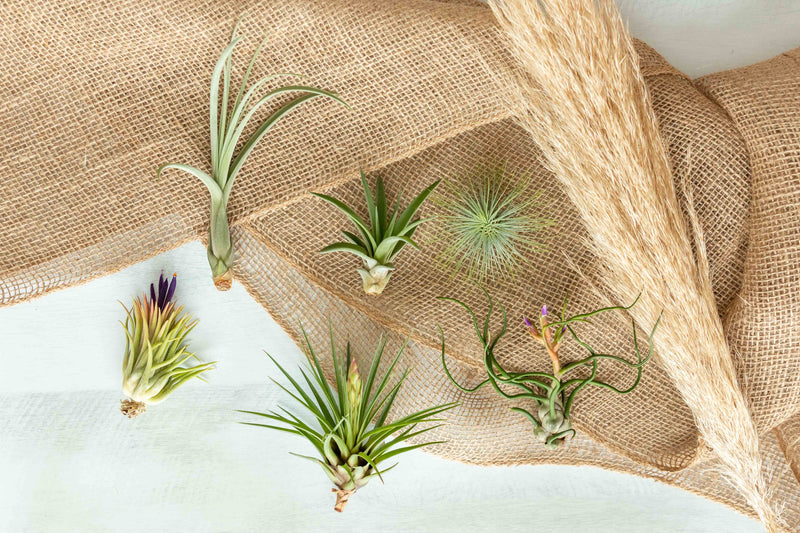 Assorted Tillandsia Air Plants