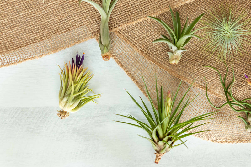 Assorted Tillandsia Air Plants