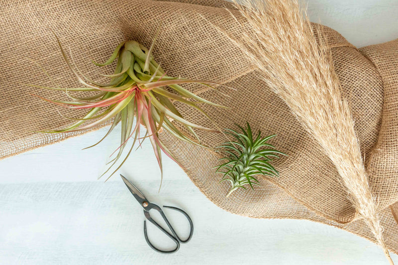 Assorted Tillandsia Air Plants