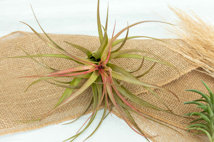 Blushing XL Tillandsia Abdita Brachycaulos Air Plant