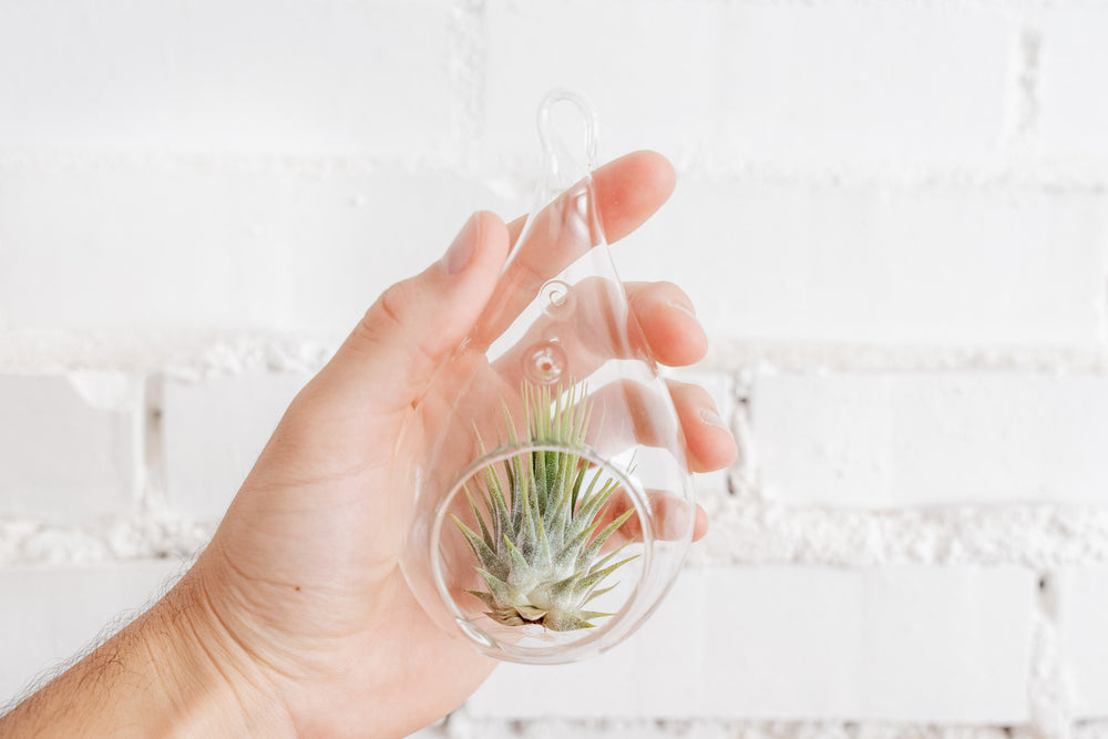 Hand Holding Teardrop Shaped Glass Terrarium containing Ionantha Guatemala Air Plant