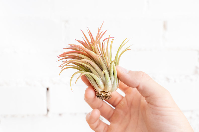 Hand Holding a Large Tillandsia Ionantha Rubra Air Plant