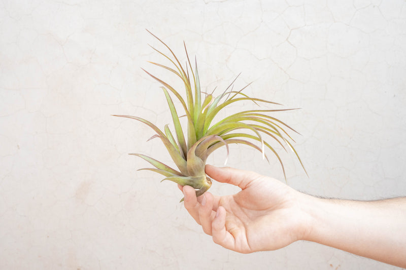 Wholesale: Extra Large Tillandsia Brachycaulos Abdita Air Plants | 7-9 Inch Plants