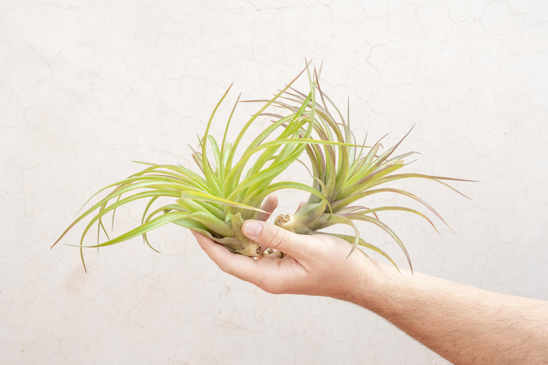 Wholesale: Extra Large Tillandsia Brachycaulos Abdita Air Plants | 7-9 Inch Plants