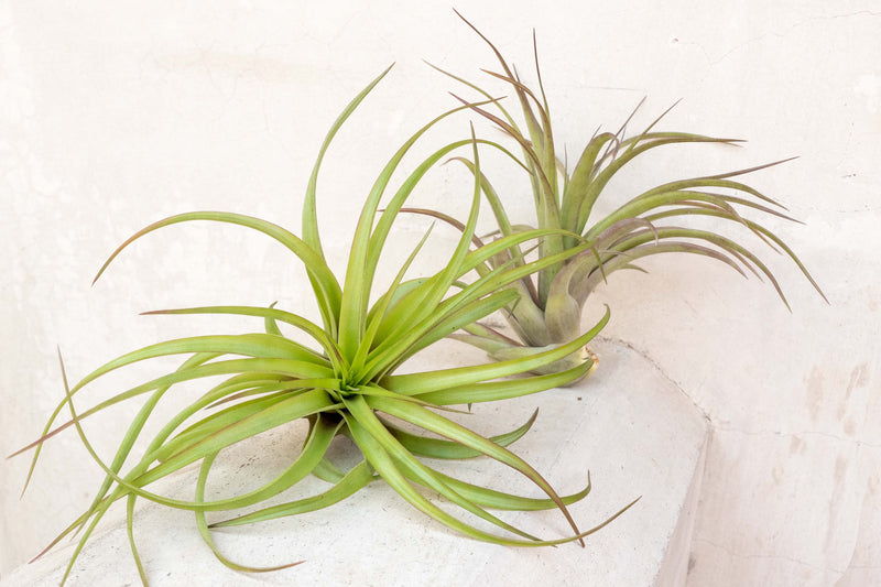 Wholesale: Extra Large Tillandsia Brachycaulos Abdita Air Plants | 7-9 Inch Plants