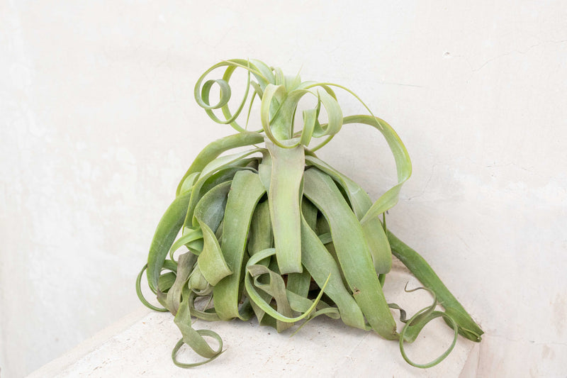 Wholesale: Tillandsia Streptophylla Air Plants