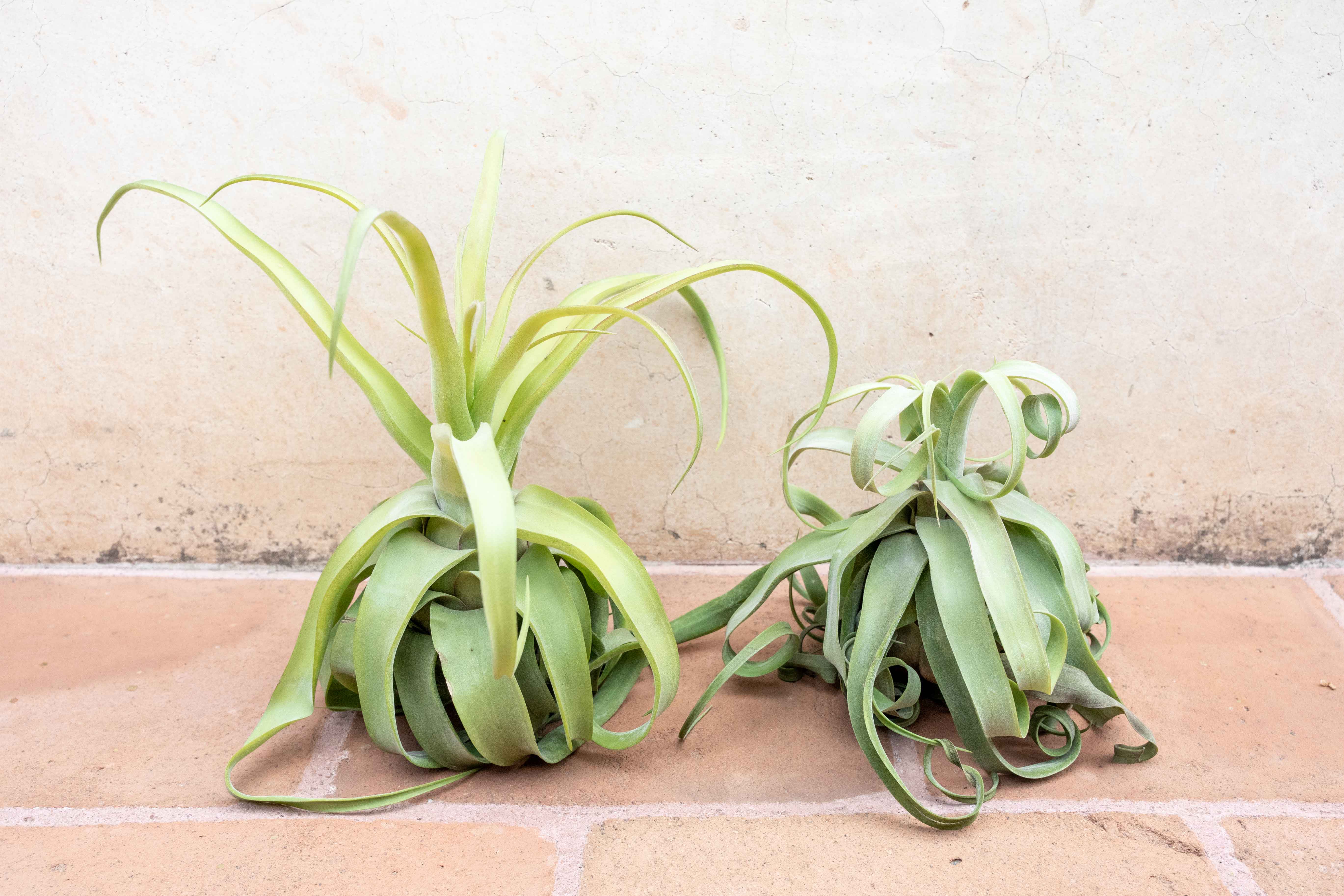 Tillandsia streptophylla trichome less チランジア・ストレプト