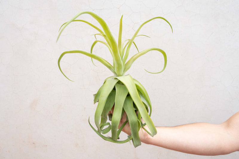 Wholesale: Tillandsia Streptophylla Air Plants