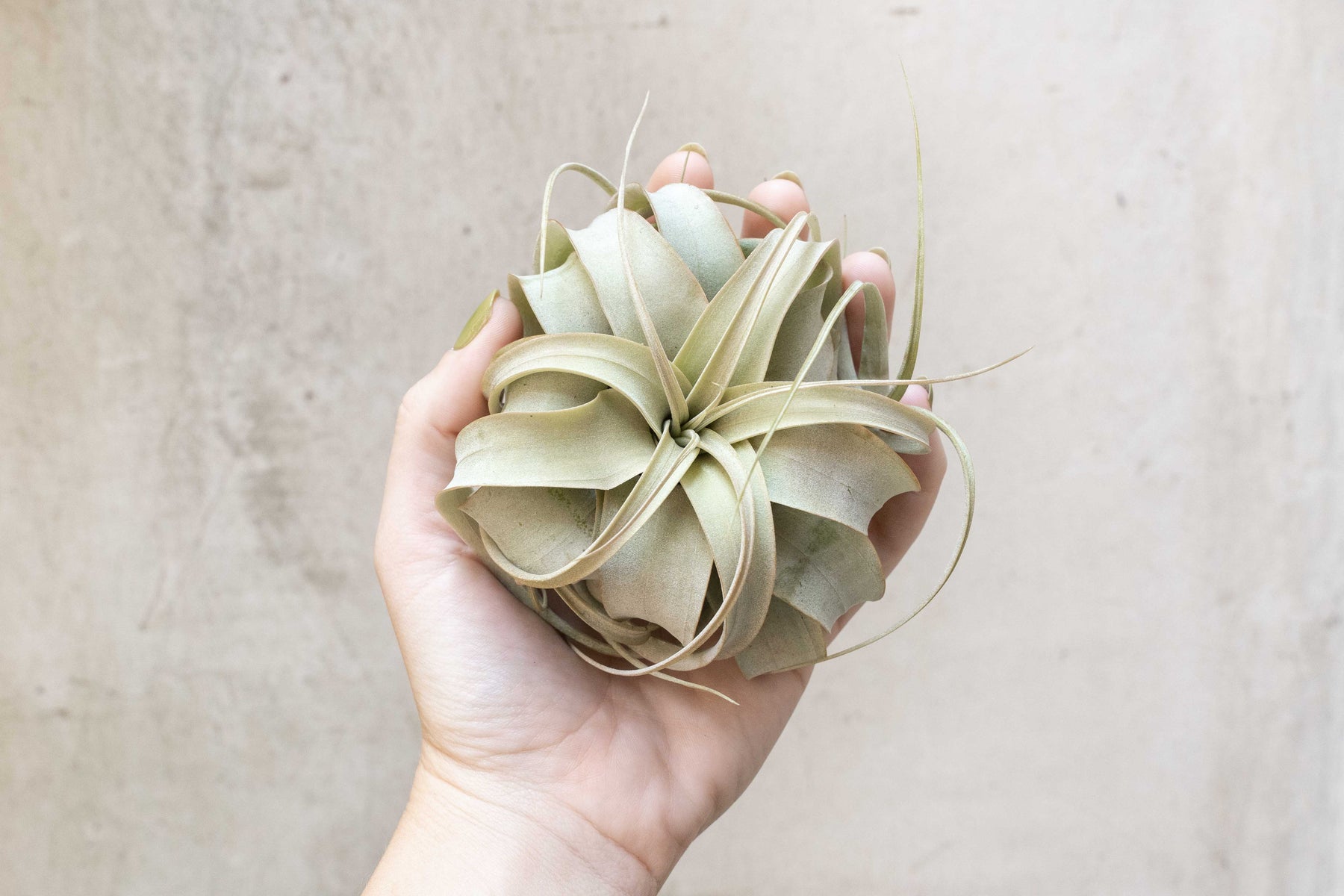 zero grafica air plant Tillandsia Xerographica Air Plants