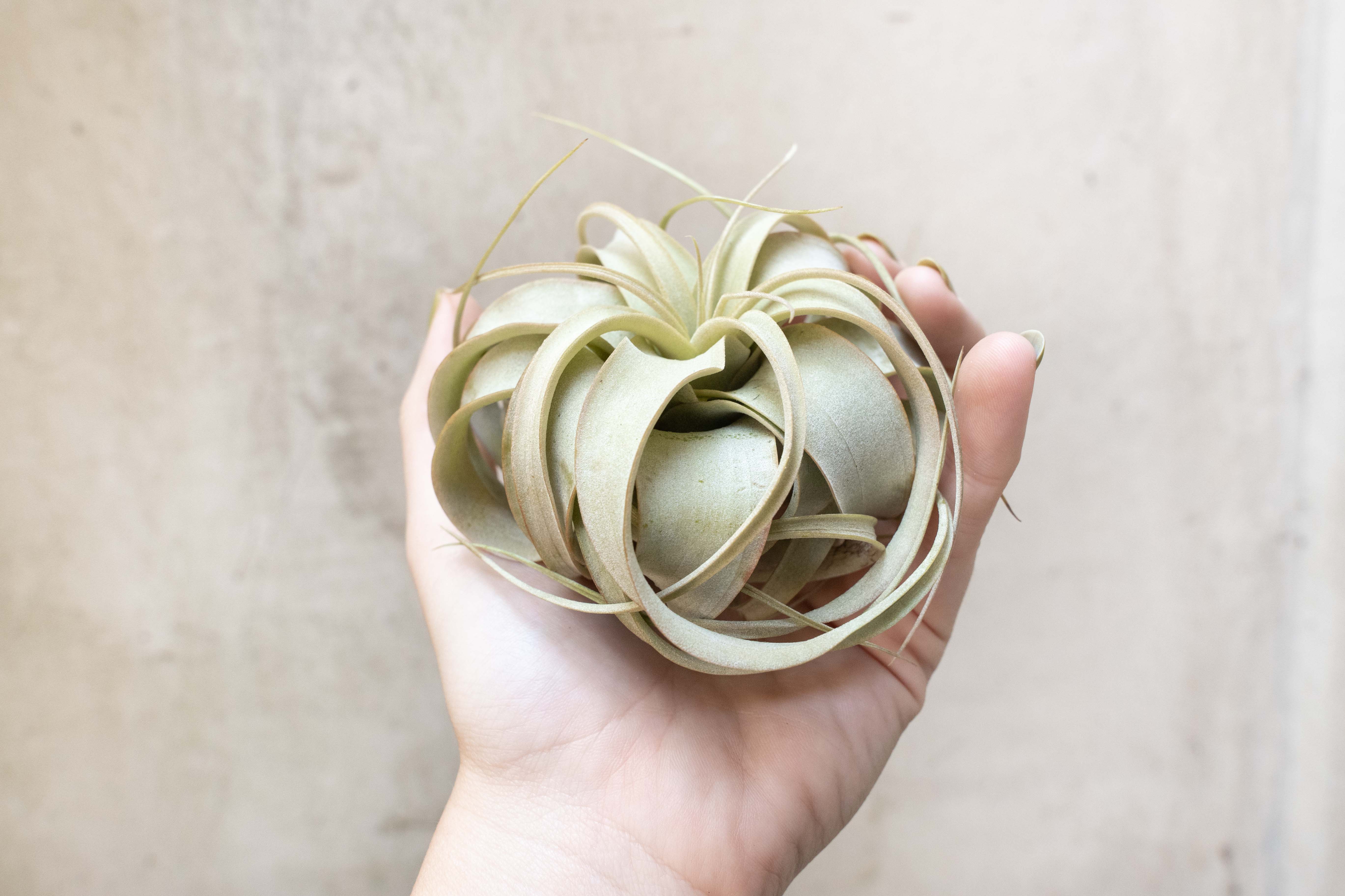 Wholesale Tillandsia Xerographica Seedling Air Plants – Air Plant