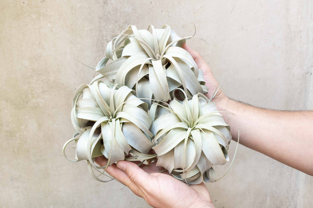 Wholesale Nursery Special: Medium Tillandsia Xerographica | 5-6 Inch Plants