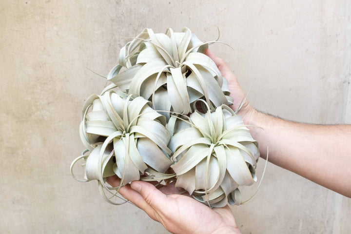 Wholesale Nursery Special: Medium Tillandsia Xerographica | 5-6 Inch Plants