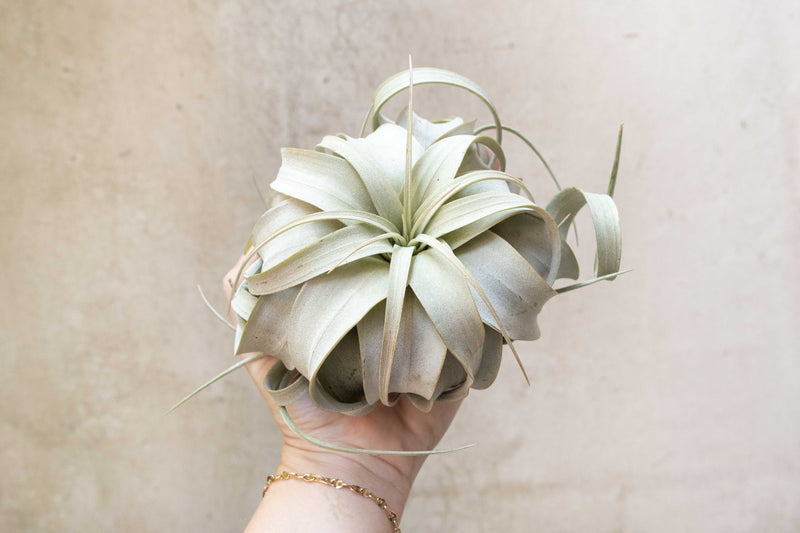 Wholesale: Medium Tillandsia Xerographica Air Plants | 5-6 Inch Plants