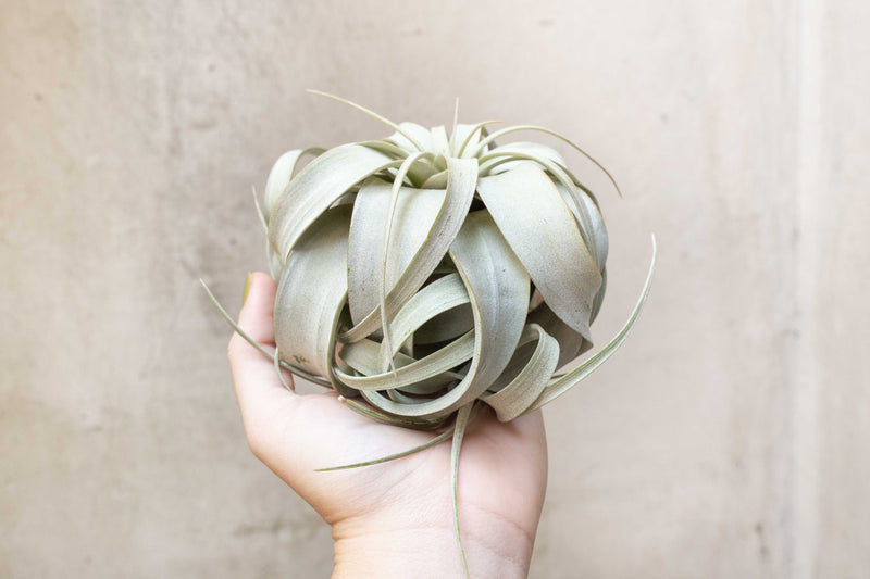 Wholesale: Medium Tillandsia Xerographica Air Plants | 5-6 Inch Plants