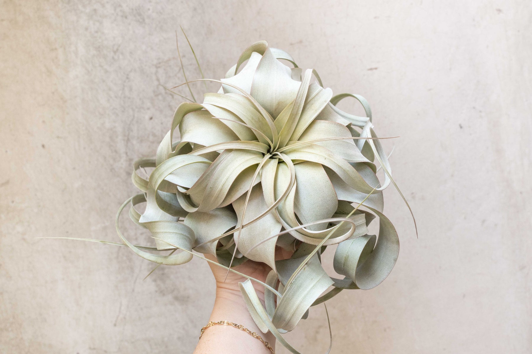 air plant tillandsia xerographica Jumbo Tillandsia Xerographica Air Plants – Air Plant Design Studio