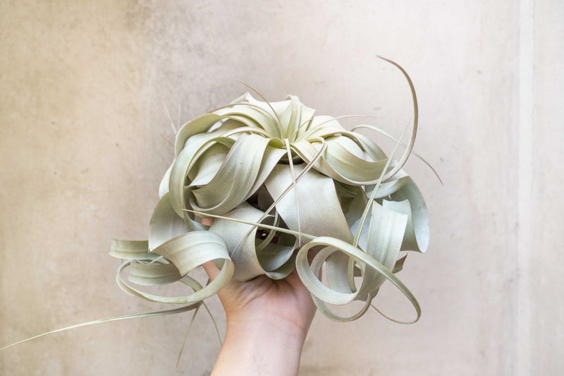 Wholesale: Jumbo Tillandsia Xerographica | 8+ Inch Plants