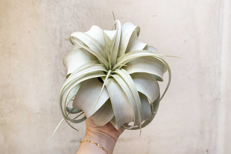 Wholesale: Large Tillandsia Xerographica | 6-8 Inch Plants