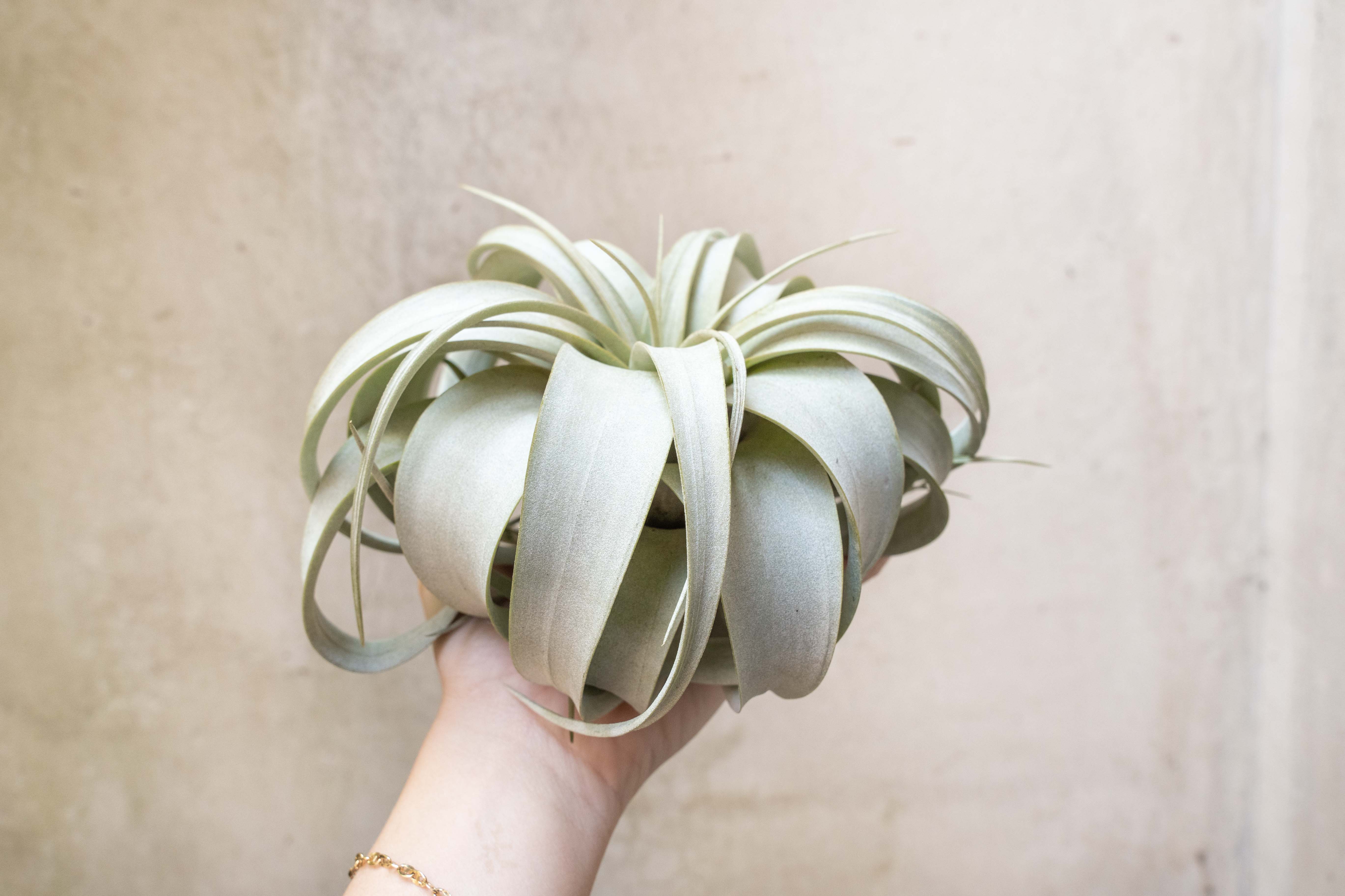 Wholesale: Large Tillandsia Xerographica Air Plants – Air Plant
