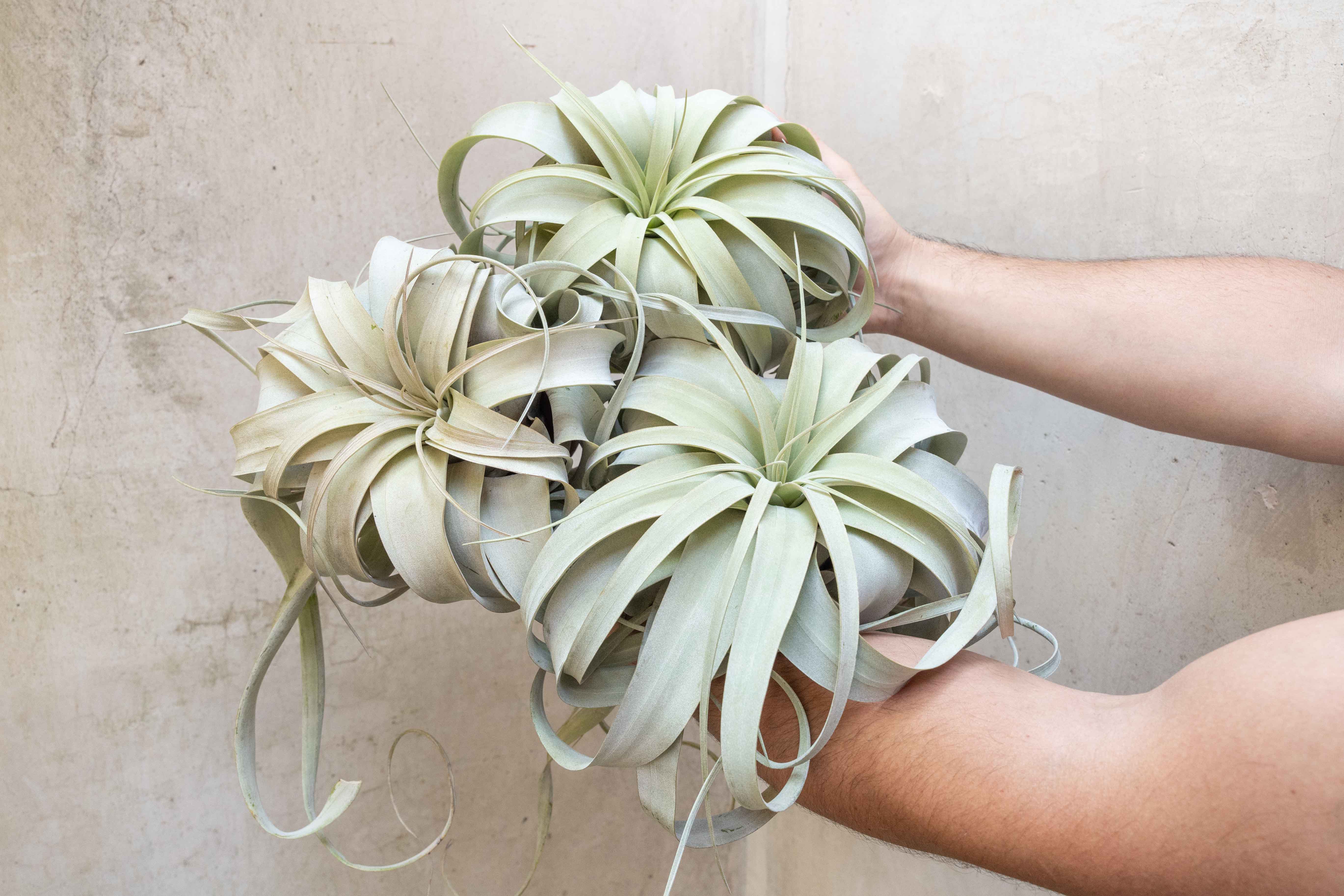 Wholesale: Jumbo Tillandsia Xerographica Air Plants – Air Plant