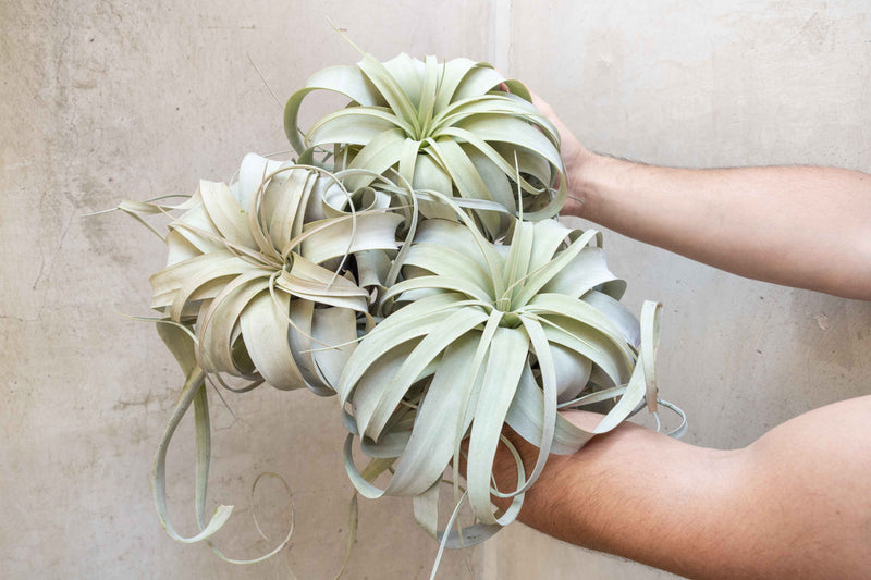 Wholesale: Jumbo Tillandsia Xerographica | 8+ Inch Plants