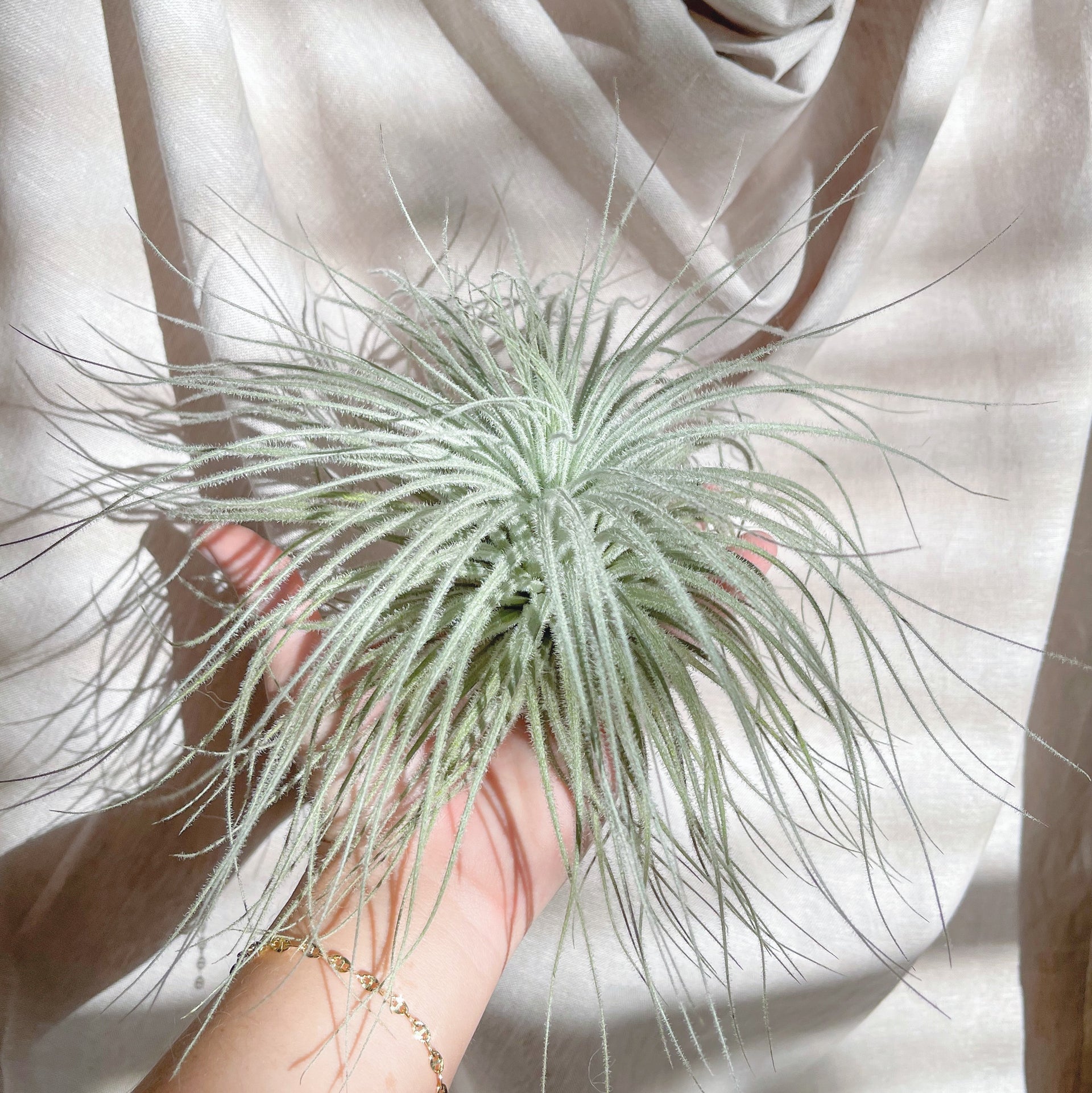 jumbo air plants Jumbo Tillandsia Tectorum Ecuador Air Plant