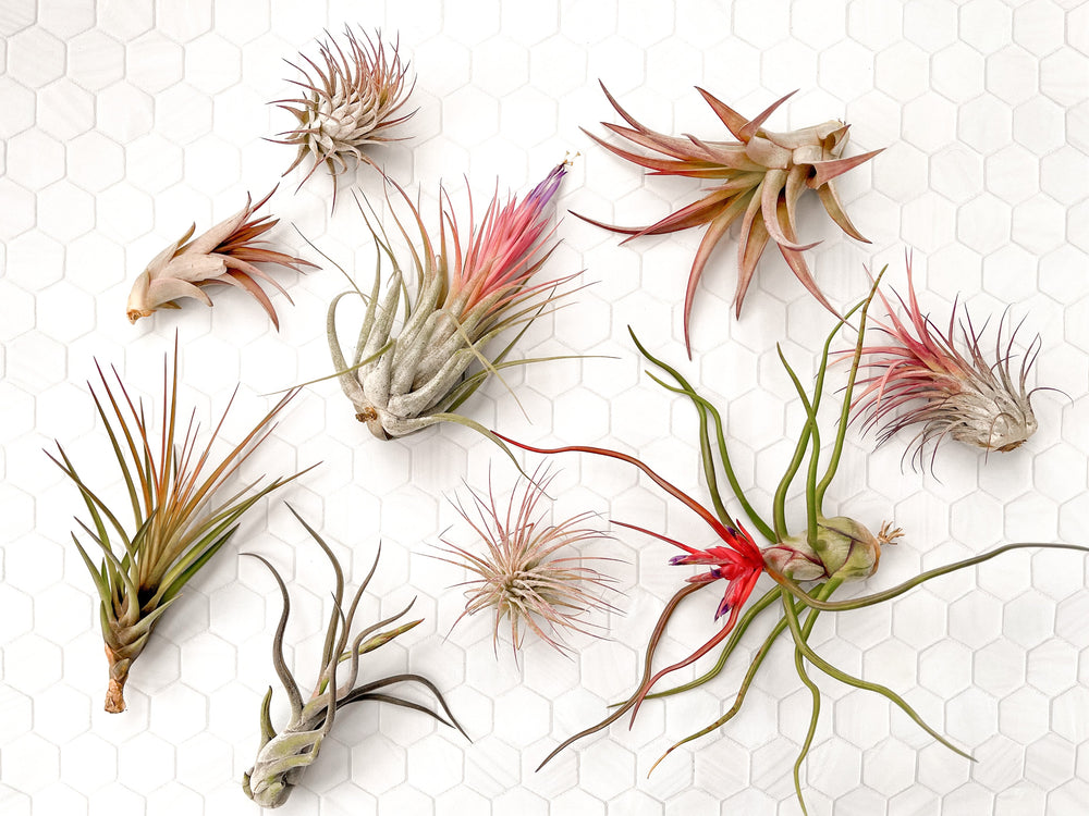 Tillandsia Air Plants Variety Assortment Bloom Blush