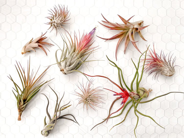 Tillandsia Air Plants Variety Assortment Bloom Blush